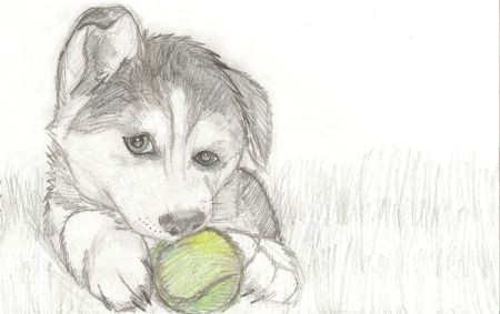 how to draw puppy drawing love to draw dogs so i drew a husky puppy with a tennis ball tennishowtoplay