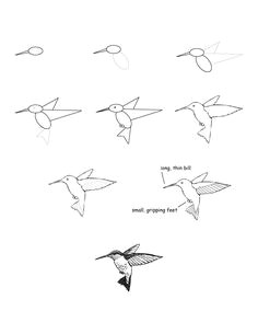 hummingbird ruby throated drawing lesson