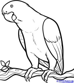 free coloring page of african animals african grey african grey parrot step by