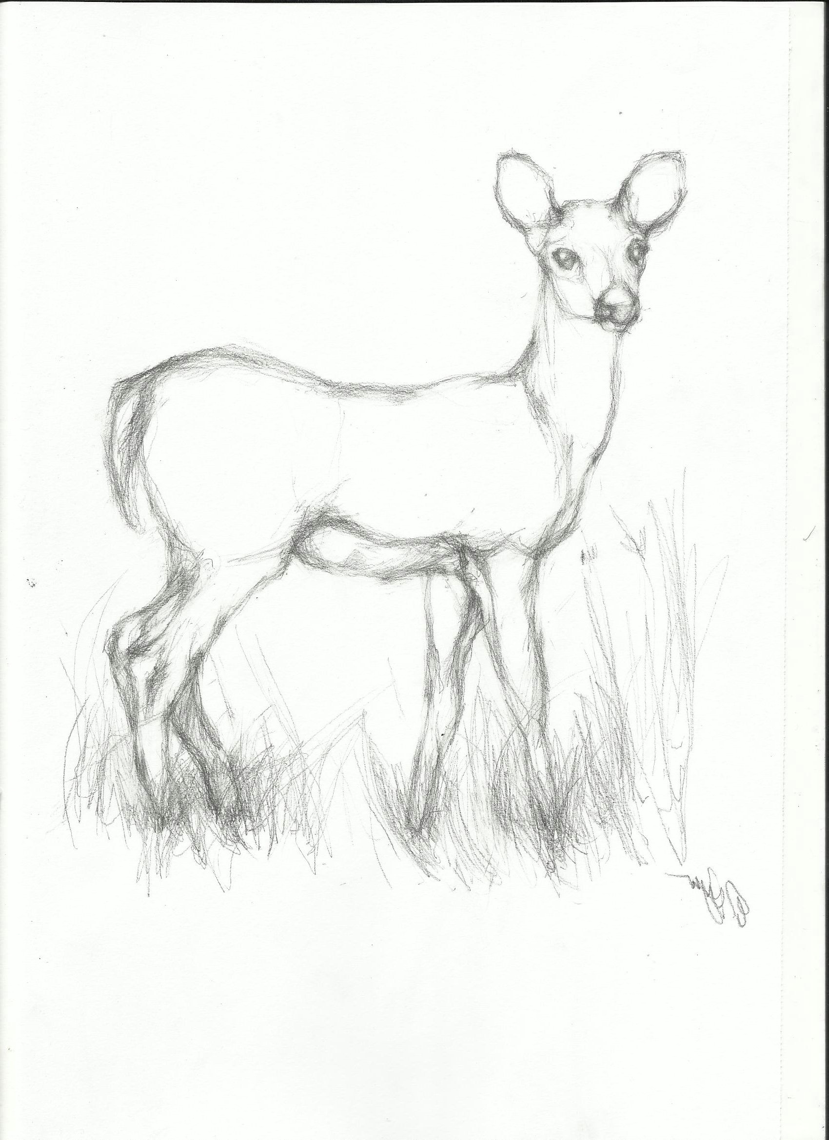 pencil easy animal sketch drawing