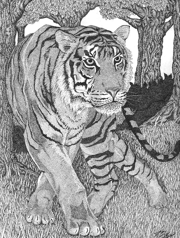 famous tiger paintings jungle prince stipple drawing jungle prince stipple fine art print