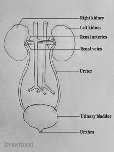 how to draw human kidneys