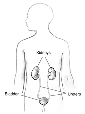 frontal body diagram with kidneys and bladder