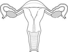 the art of resistance the exquisite uterus