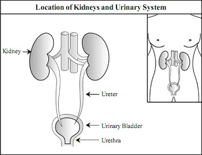 urine formed in the kidneys flow down to urinary bladder and then through the ureters each ureter is about 25 cm long and is a hollow tube like structure