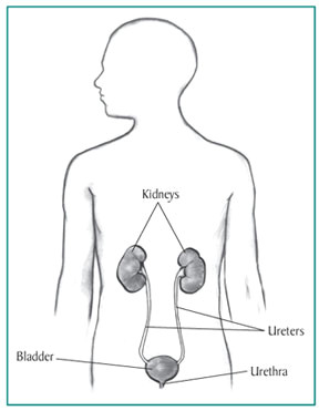 drawing of the urinary tract inside the outline of the upper half of a human body