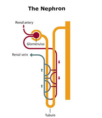 drawing of a nephron showing that a blood vessel from the renal artery leads to the