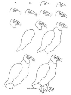 how to draw easy animals step by step image guide