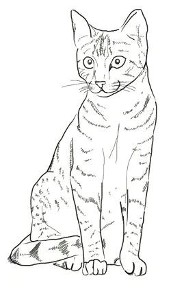 how to draw cat step 5