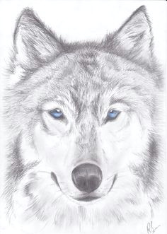 wolf picture love how light it is wolf drawing easy wolf head drawing