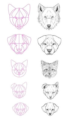 fuck ton of anatomy references reborn dog face drawingwolf