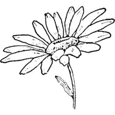 daisy line drawing drawing the daisy how to draw daisies with easy step by