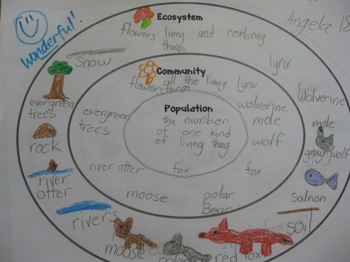 ecosystem community and population concentric circle map would divide into biotic and abiotic factors could color code to reflect producers and