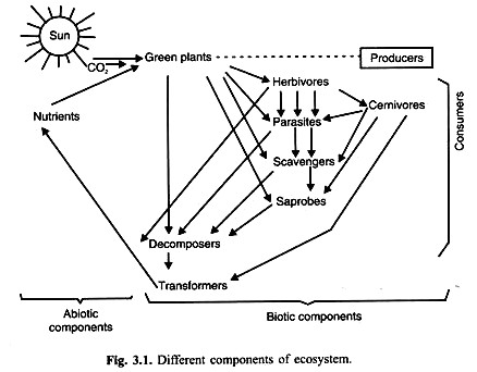 different components of ecosystem