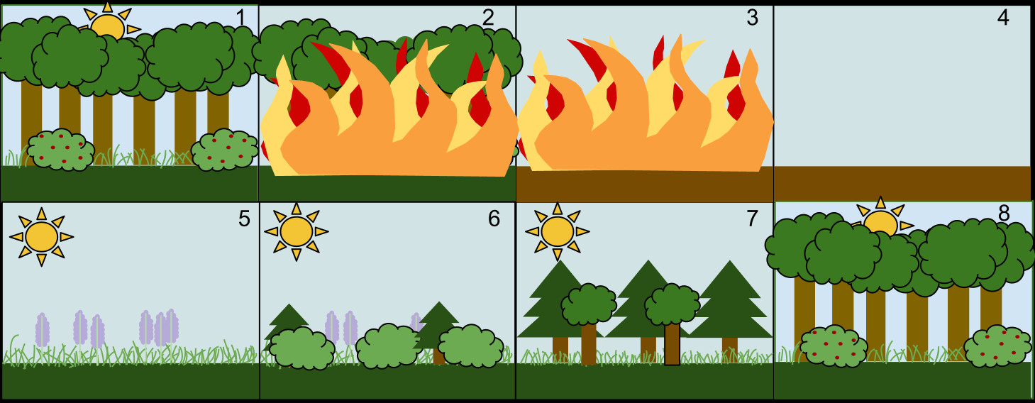 secondary succession png