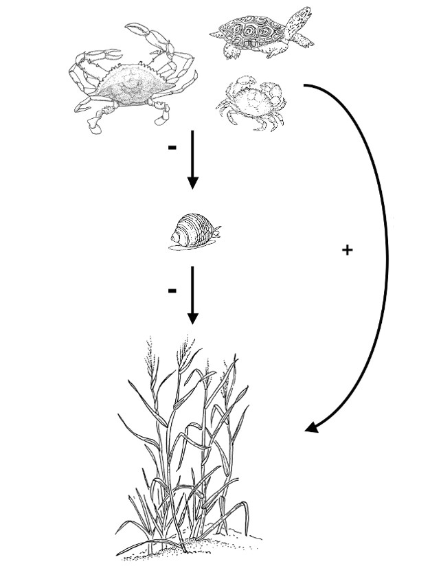 the salt marsh trophic cascade