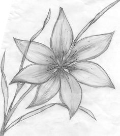 line drawing of a flower maebelle portfolio lily pencil drawing pencil