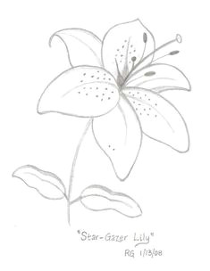 star gazer lily drawing photo by rlgooch photobucket flower drawing tutorials flower sketches