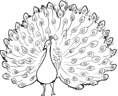 drawing a dancing peacock kalaalog