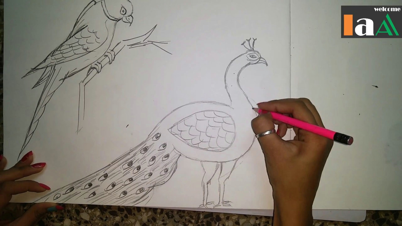 Easy Drawing Of Peacock How to Draw A Peacock and Parrot Step by Step Easy Youtube