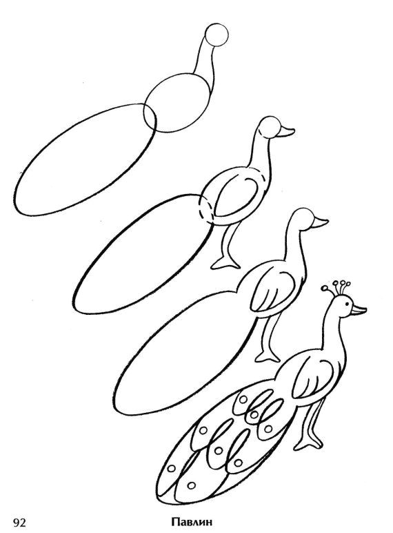 Easy Drawing Of Peacock Step by Step Drawing A Peacock Drawing Drawings Bird Drawings