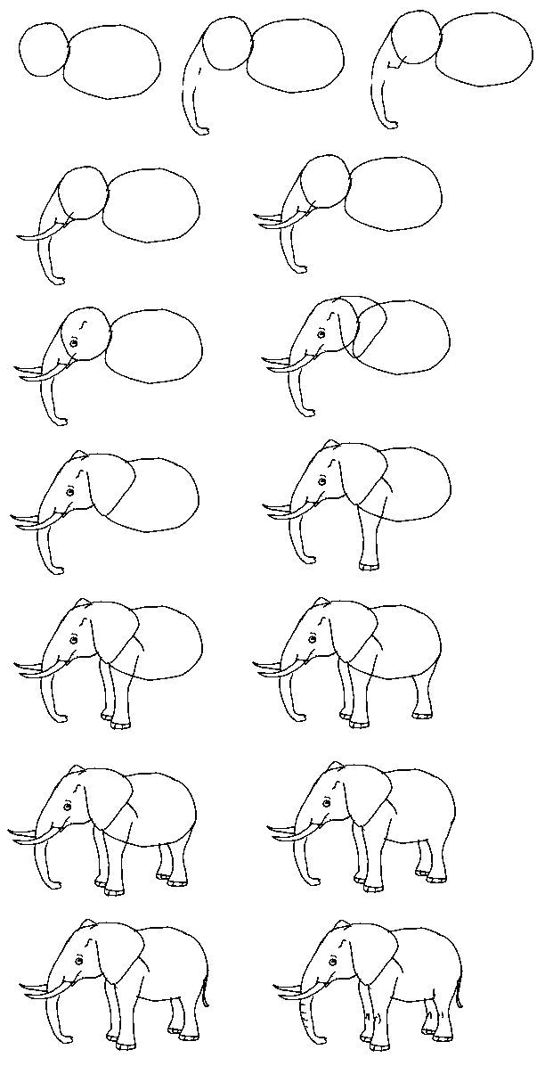draw an elephant note this is a hybrid of the asian and african elephant