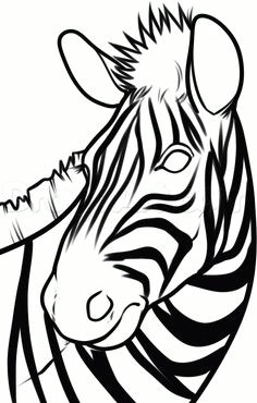 how to draw a zebra head step by step great plain animals animals