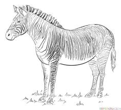 how to draw a zebra step by step drawing tutorials zebra coloring pages free