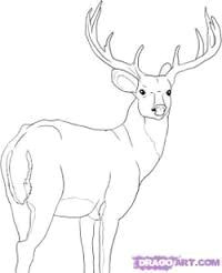 how to draw a deer