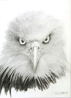 eagle eye by rodney stickney