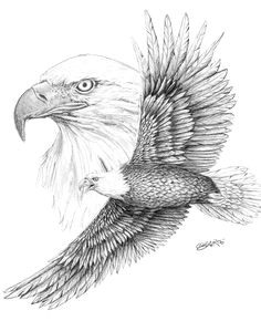 bald eagle sketch bing images eagle sketch bird sketch bird drawings animal