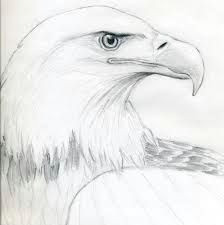 image result for eagle head outline eagle sketch bird sketch bird drawings easy