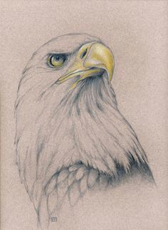 pencil eagle drawing bird drawings pencil drawings animal drawings eagle art