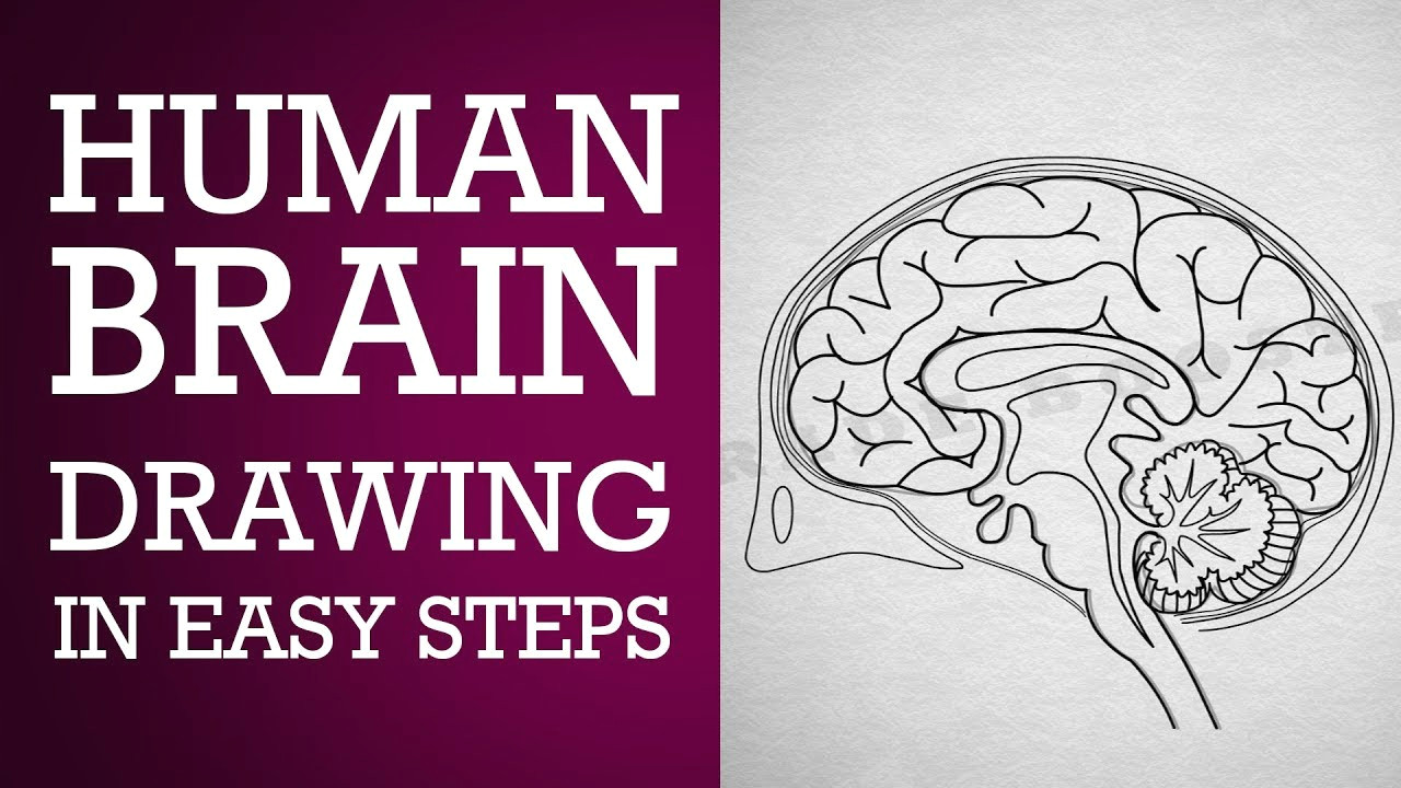 how to draw human brain in easy steps control coordination ncert class 10 cbse biology science