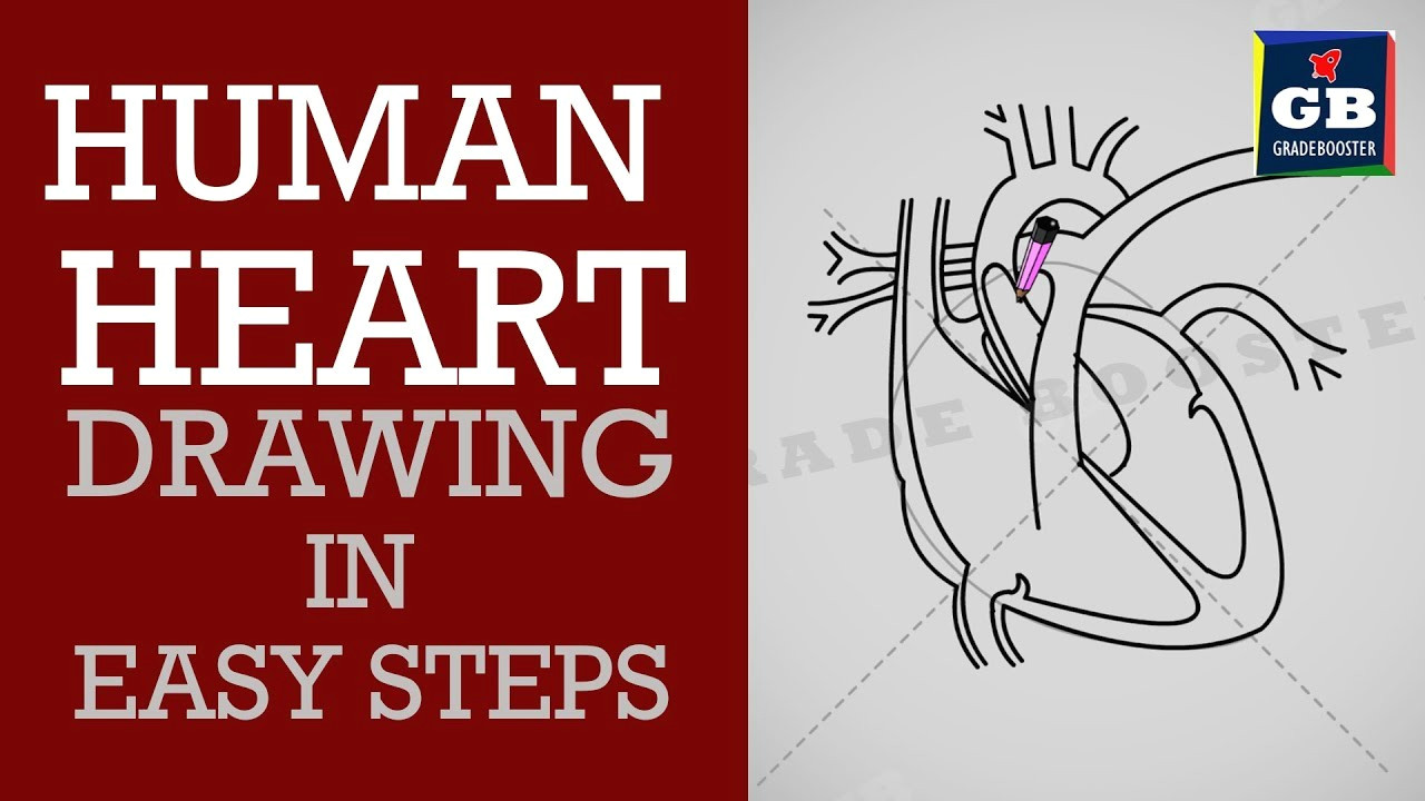 how to draw human heart in easy steps life processes ncert class 10 science biology cbse syllabus