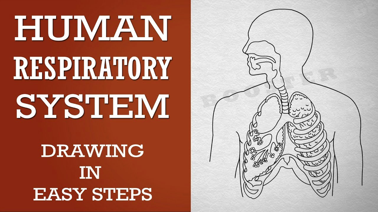 how to draw human respiratory system in easy steps 10th biology science cbse ncert class 10