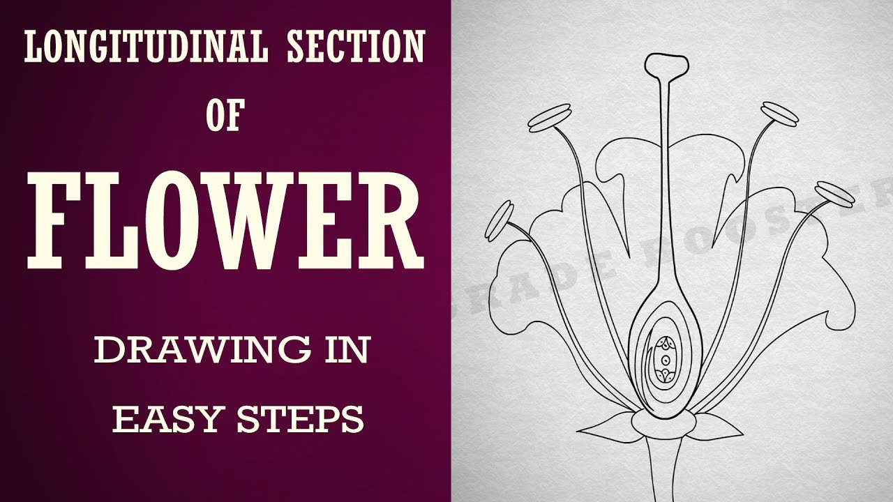 how to draw longitudinal section of flower in easy steps biology science cbse ncert class 10