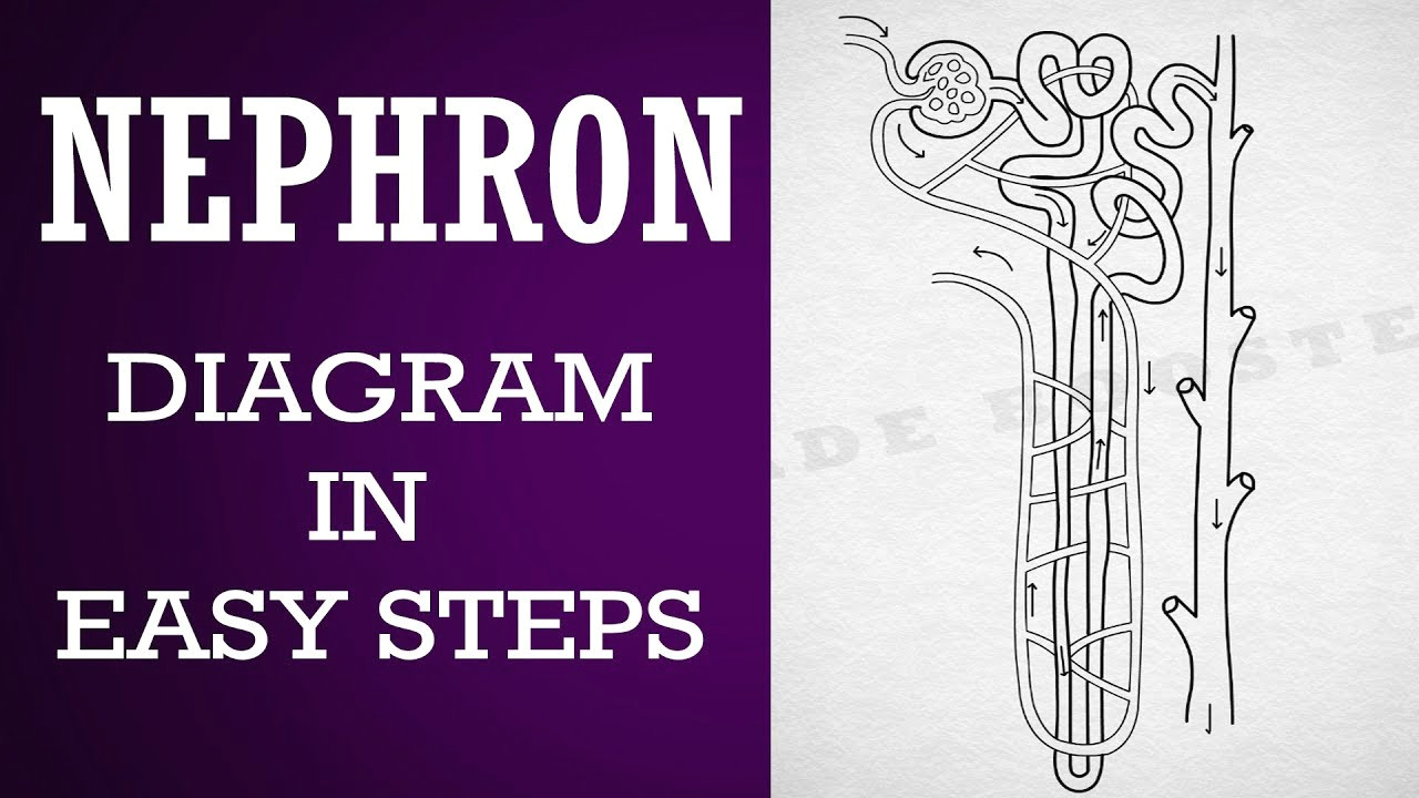 how to draw nephron in easy steps 10th biology science cbse syllabus ncert class 10