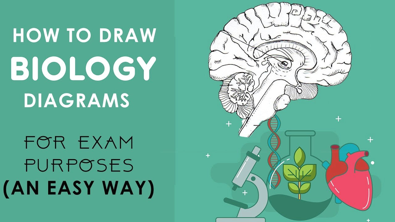 how to draw biology diagrams in an easy way class 10 to class 12