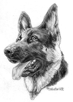 sam was a german shepherd dog who served with the dog unit of the royal