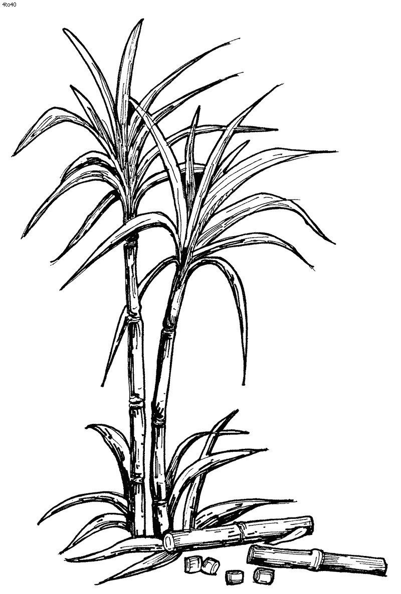 sugarcane gif 800a 1187 botanical drawings botanical art line illustration