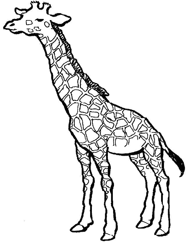 simple giraffe outline you to paint a picture giraffe this giraffe coloring pages you can