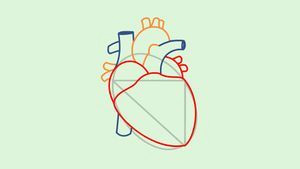 how to draw a human heart 5 steps with pictures