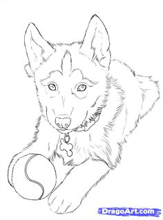 how to draw huskies draw a husky step 24 puppy drawing easy husky drawing