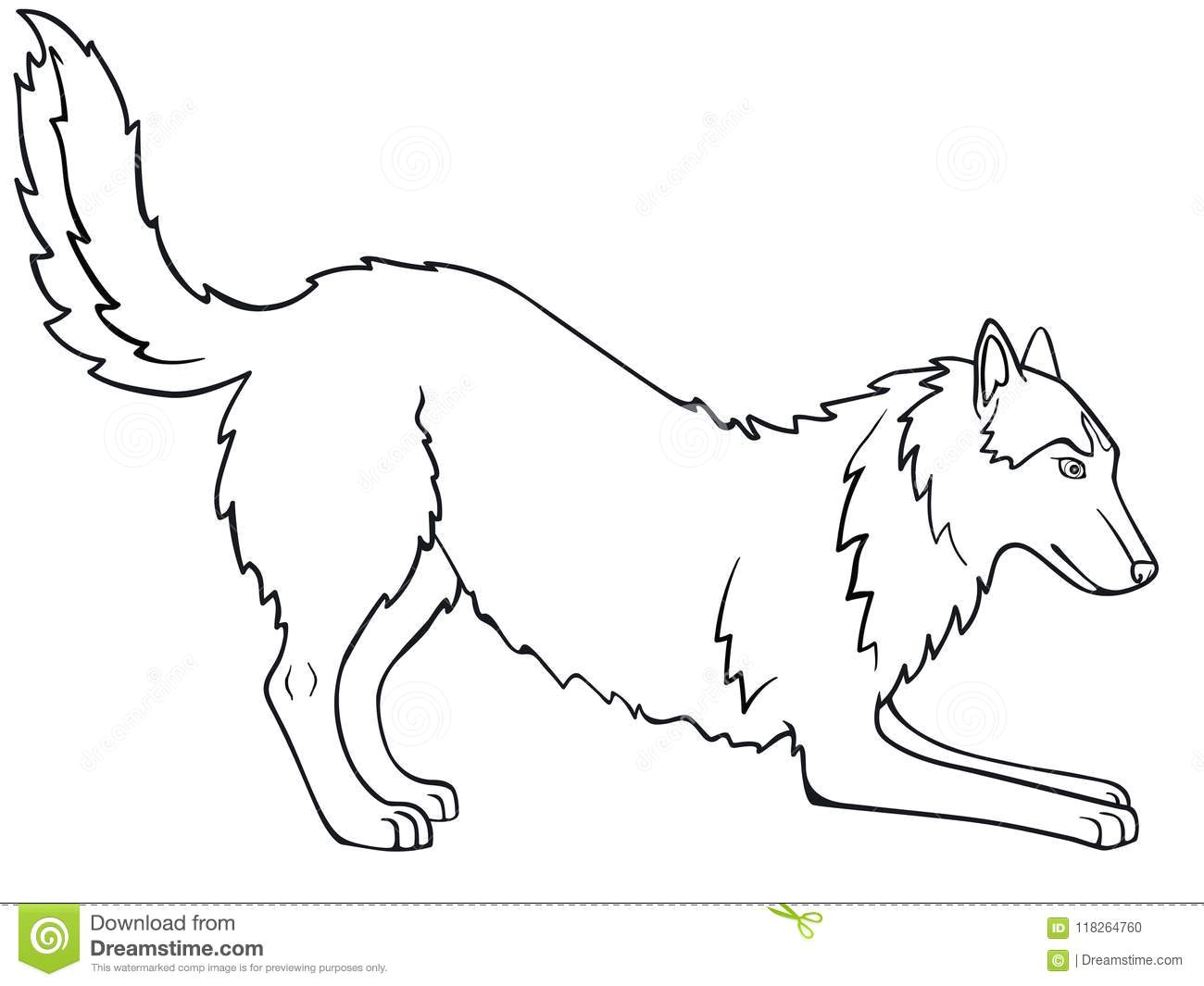 siberian husky alaskan malamute the dog is playing line drawing for coloring