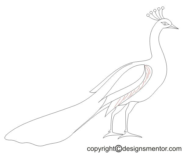 how to draw a peacock simple and step by step method to draw peacock