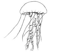 how to draw a jelly fish