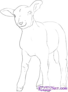 how to draw sheep amp lambs drawing tutorials amp drawing amp how
