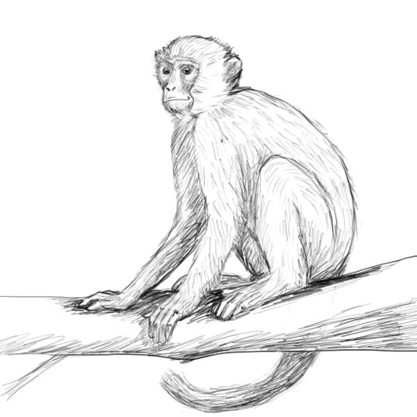 you searched for monkey drawing factory