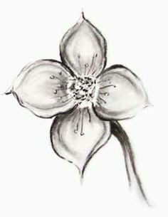 dogwood flower pencil drawings for beginners beginner sketches simple pencil drawings art drawings